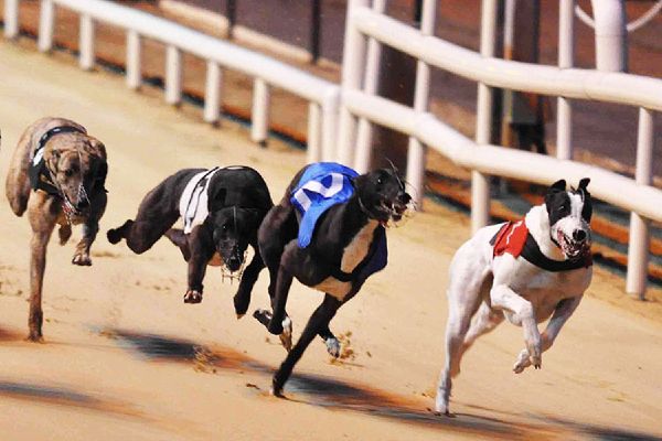 xem đua chó Vũng Tàu